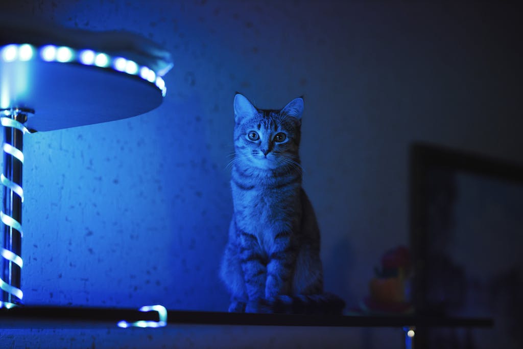 L'image des bandes lumineuses pour le camping : Améliorez votre expérience en plein air Un chat est assis attentivement sur une étagère éclairée par un éclairage led bleu à l'intérieur.